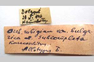 Orrhodia rubiginea var. bulgarica ab. subcompleta Karnoschitzky, 1954 [paratype NMNHSINV0380] (2) (c) National Museum of Natural History, BAS — Invertebrates Collection (NMNHS-INV)