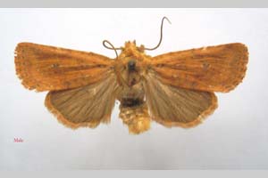 Orrhodia rubiginea var. bulgarica ab. subcompleta Karnoschitzky, 1954 [paratype NMNHSINV0380] (c) National Museum of Natural History, BAS — Invertebrates Collection (NMNHS-INV)
