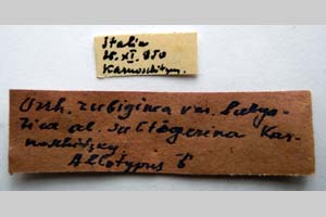 Orrhodia rubiginea var. bulgarica ab. subtigerina Karnoschitzky, 1954 [paratype NMNHSINV0381] (2) (c) National Museum of Natural History, BAS — Invertebrates Collection (NMNHS-INV)