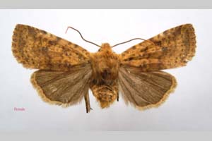 Orrhodia rubiginea var. bulgarica ab. subtigerina Karnoschitzky, 1954 [paratype NMNHSINV0381] (c) National Museum of Natural History, BAS — Invertebrates Collection (NMNHS-INV)