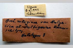 Orrhodia rubiginea var. bulgarica ab. subtigerina Karnoschitzky, 1954 [holotype NMNHSINV0382] (2) (c) National Museum of Natural History, BAS — Invertebrates Collection (NMNHS-INV)