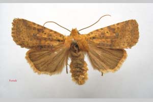 Orrhodia rubiginea var. bulgarica ab. subtigerina Karnoschitzky, 1954 [holotype NMNHSINV0382] (c) National Museum of Natural History, BAS — Invertebrates Collection (NMNHS-INV)