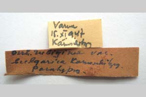 Orrhodia rubiginea var. bulgarica Karnoschitzky, 1954 [paratype NMNHSINV0383] (2) (c) National Museum of Natural History, BAS — Invertebrates Collection (NMNHS-INV)