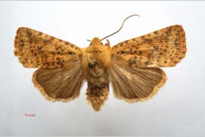 Orrhodia rubiginea var. bulgarica Karnoschitzky, 1954 [paratype NMNHSINV0383] (c) National Museum of Natural History, BAS — Invertebrates Collection (NMNHS-INV)
