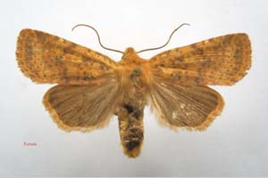 Orrhodia rubiginea var. bulgarica Karnoschitzky, 1954 [paratype NMNHSINV0384] (c) National Museum of Natural History, BAS — Invertebrates Collection (NMNHS-INV)