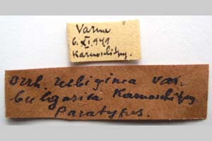 Orrhodia rubiginea var. bulgarica Karnoschitzky, 1954 [paratype NMNHSINV0384] (2) (c) National Museum of Natural History, BAS — Invertebrates Collection (NMNHS-INV)