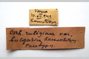 Orrhodia rubiginea var. bulgarica Karnoschitzky, 1954 [paratype NMNHSINV0385] (2) (c) National Museum of Natural History, BAS — Invertebrates Collection (NMNHS-INV)
