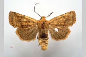 Orrhodia rubiginea var. bulgarica Karnoschitzky, 1954 [paratype NMNHSINV0385] (c) National Museum of Natural History, BAS — Invertebrates Collection (NMNHS-INV)
