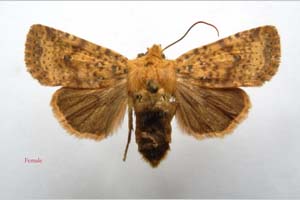 Orrhodia rubiginea var. bulgarica Karnoschitzky, 1954 [paratype NMNHSINV0386] (c) National Museum of Natural History, BAS — Invertebrates Collection (NMNHS-INV)