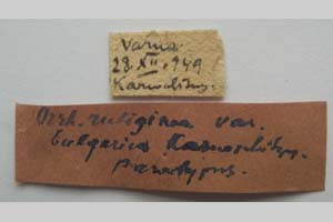 Orrhodia rubiginea var. bulgarica Karnoschitzky, 1954 [paratype NMNHSINV0386] (2) (c) National Museum of Natural History, BAS — Invertebrates Collection (NMNHS-INV)