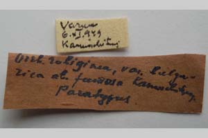 Orrhodia rubiginea var. bulgarica ab. fumosa Karnoschitzky, 1954 [paratype NMNHSINV0387] (2) (c) National Museum of Natural History, BAS — Invertebrates Collection (NMNHS-INV)