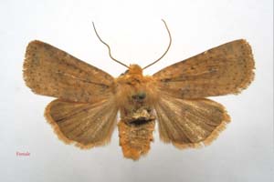 Orrhodia rubiginea var. bulgarica ab. fumosa Karnoschitzky, 1954 [paratype NMNHSINV0387] (c) National Museum of Natural History, BAS — Invertebrates Collection (NMNHS-INV)