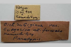 Orrhodia rubiginea var. bulgarica ab. fumosa Karnoschitzky, 1954 [paratype NMNHSINV0388] (2) (c) National Museum of Natural History, BAS — Invertebrates Collection (NMNHS-INV)