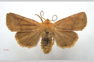 Orrhodia rubiginea var. bulgarica ab. fumosa Karnoschitzky, 1954 [paratype NMNHSINV0388] (c) National Museum of Natural History, BAS — Invertebrates Collection (NMNHS-INV)