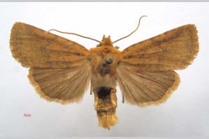 Orrhodia rubiginea var. bulgarica ab. fumosa Karnoschitzky, 1954 [paratype NMNHSINV0389] (c) National Museum of Natural History, BAS — Invertebrates Collection (NMNHS-INV)