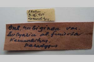 Orrhodia rubiginea var. bulgarica ab. fumosa Karnoschitzky, 1954 [paratype NMNHSINV0389] (2) (c) National Museum of Natural History, BAS — Invertebrates Collection (NMNHS-INV)