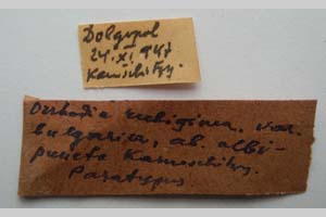 Orrhodia rubiginea var. bulgarica Karnoschitzky, 1954 [paratype NMNHSINV0390] (2) (c) National Museum of Natural History, BAS — Invertebrates Collection (NMNHS-INV)