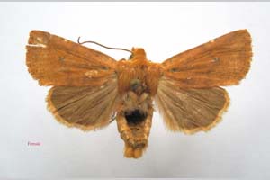 Orrhodia rubiginea var. bulgarica Karnoschitzky, 1954 [paratype NMNHSINV0390] (c) National Museum of Natural History, BAS — Invertebrates Collection (NMNHS-INV)