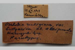 Orrhodia rubiginea var. bulgarica Karnoschitzky, 1954 [paratype NMNHSINV0391] (2) (c) National Museum of Natural History, BAS — Invertebrates Collection (NMNHS-INV)