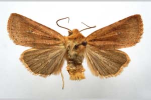 Orrhodia rubiginea var. bulgarica Karnoschitzky, 1954 [paratype NMNHSINV0391] (c) National Museum of Natural History, BAS — Invertebrates Collection (NMNHS-INV)