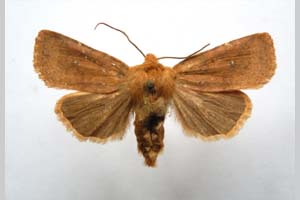 Orrhodia rubiginea var. bulgarica Karnoschitzky, 1954 [paratype NMNHSINV0392] (c) National Museum of Natural History, BAS — Invertebrates Collection (NMNHS-INV)