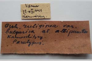Orrhodia rubiginea var. bulgarica Karnoschitzky, 1954 [paratype NMNHSINV0392] (2) (c) National Museum of Natural History, BAS — Invertebrates Collection (NMNHS-INV)