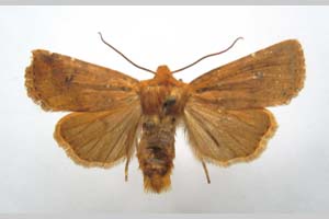 Orrhodia rubiginea var. bulgarica Karnoschitzky, 1954 [paratype NMNHSINV0394] (c) National Museum of Natural History, BAS — Invertebrates Collection (NMNHS-INV)