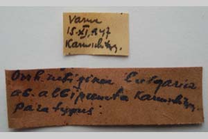 Orrhodia rubiginea var. bulgarica Karnoschitzky, 1954 [paratype NMNHSINV0393] (2) (c) National Museum of Natural History, BAS — Invertebrates Collection (NMNHS-INV)