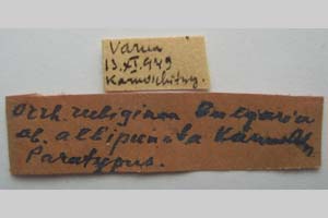 Orrhodia rubiginea var. bulgarica Karnoschitzky, 1954 [paratype NMNHSINV0394] (2) (c) National Museum of Natural History, BAS — Invertebrates Collection (NMNHS-INV)