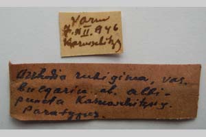 Orrhodia rubiginea var. bulgarica Karnoschitzky, 1954 [paratype NMNHSINV0395] (2) (c) National Museum of Natural History, BAS — Invertebrates Collection (NMNHS-INV)