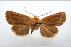 Orrhodia rubiginea var. bulgarica Karnoschitzky, 1954 [paratype NMNHSINV0395] (c) National Museum of Natural History, BAS — Invertebrates Collection (NMNHS-INV)