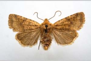 Orrhodia rubiginea var. bulgarica ab. subtigerina Karnoschitzky, 1954 [paratype NMNHSINV0396] (c) National Museum of Natural History, BAS — Invertebrates Collection (NMNHS-INV)