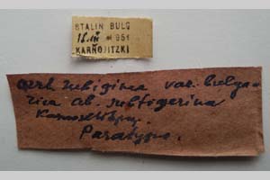 Orrhodia rubiginea var. bulgarica ab. subtigerina Karnoschitzky, 1954 [paratype NMNHSINV0396] (2) (c) National Museum of Natural History, BAS — Invertebrates Collection (NMNHS-INV)