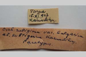 Orrhodia rubiginea var. bulgarica ab. subtigerina Karnoschitzky, 1954 [paratype NMNHSINV0397] (2) (c) National Museum of Natural History, BAS — Invertebrates Collection (NMNHS-INV)