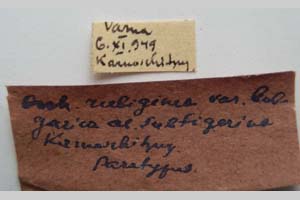 Orrhodia rubiginea var. bulgarica ab. subtigerina Karnoschitzky, 1954 [paratype NMNHSINV0398] (2) (c) National Museum of Natural History, BAS — Invertebrates Collection (NMNHS-INV)