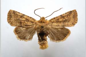 Orrhodia rubiginea var. bulgarica ab. subtigerina Karnoschitzky, 1954 [paratype NMNHSINV0398] (c) National Museum of Natural History, BAS — Invertebrates Collection (NMNHS-INV)