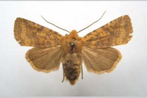 Orrhodia rubiginea var. bulgarica ab. subtigerina Karnoschitzky, 1954 [paratype NMNHSINV0399] (c) National Museum of Natural History, BAS — Invertebrates Collection (NMNHS-INV)
