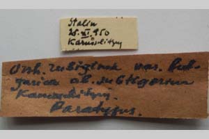 Orrhodia rubiginea var. bulgarica ab. subtigerina Karnoschitzky, 1954 [paratype NMNHSINV0399] (2) (c) National Museum of Natural History, BAS — Invertebrates Collection (NMNHS-INV)