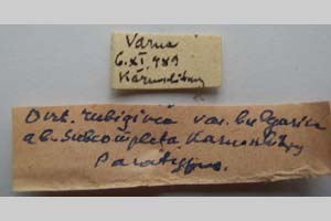 Orrhodia rubiginea var. bulgarica ab. subcompleta Karnoschitzky, 1954 [paratype NMNHSINV0400] (2) (c) National Museum of Natural History, BAS — Invertebrates Collection (NMNHS-INV)
