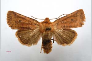 Orrhodia rubiginea var. bulgarica ab. subcompleta Karnoschitzky, 1954 [paratype NMNHSINV0400] (c) National Museum of Natural History, BAS — Invertebrates Collection (NMNHS-INV)