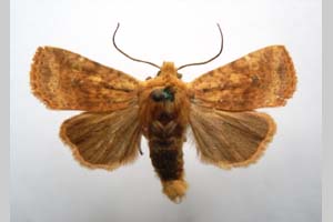 Orrhodia rubiginea var. bulgarica ab. subcompleta Karnoschitzky, 1954 [paratype NMNHSINV0401] (c) National Museum of Natural History, BAS — Invertebrates Collection (NMNHS-INV)