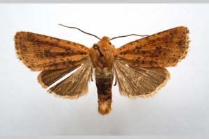 Orrhodia rubiginea var. bulgarica ab. subcompleta Karnoschitzky, 1954 [paratype NMNHSINV0402] (c) National Museum of Natural History, BAS — Invertebrates Collection (NMNHS-INV)