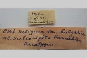 Orrhodia rubiginea var. bulgarica ab. subcompleta Karnoschitzky, 1954 [paratype NMNHSINV0401] (2) (c) National Museum of Natural History, BAS — Invertebrates Collection (NMNHS-INV)