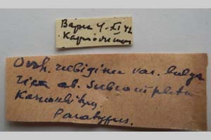 Orrhodia rubiginea var. bulgarica ab. subcompleta Karnoschitzky, 1954 [paratype NMNHSINV0402] (2) (c) National Museum of Natural History, BAS — Invertebrates Collection (NMNHS-INV)
