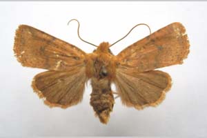 Orrhodia rubiginea var. bulgarica ab. subcompleta Karnoschitzky, 1954 [paratype NMNHSINV0403] (c) National Museum of Natural History, BAS — Invertebrates Collection (NMNHS-INV)