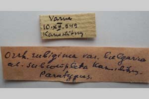 Orrhodia rubiginea var. bulgarica ab. subcompleta Karnoschitzky, 1954 [paratype NMNHSINV0403] (2) (c) National Museum of Natural History, BAS — Invertebrates Collection (NMNHS-INV)