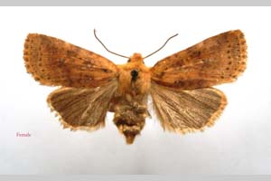 Orrhodia rubiginea var. bulgarica ab. subcompleta Karnoschitzky, 1954 [paratype NMNHSINV0405] (c) National Museum of Natural History, BAS — Invertebrates Collection (NMNHS-INV)