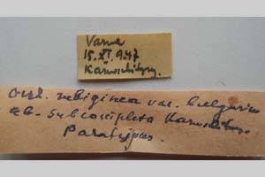 Orrhodia rubiginea var. bulgarica ab. subcompleta Karnoschitzky, 1954 [paratype NMNHSINV0404] (2) (c) National Museum of Natural History, BAS — Invertebrates Collection (NMNHS-INV)