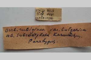 Orrhodia rubiginea var. bulgarica ab. subcompleta Karnoschitzky, 1954 [paratype NMNHSINV0405] (2) (c) National Museum of Natural History, BAS — Invertebrates Collection (NMNHS-INV)