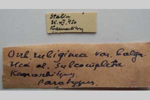 Orrhodia rubiginea var. bulgarica ab. subcompleta Karnoschitzky, 1954 [paratype NMNHSINV0406] (2) (c) National Museum of Natural History, BAS — Invertebrates Collection (NMNHS-INV)